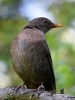 Filename=0022_fotowilga.JPG
Filesize=251KB
Dimensions=525x700
Date added=May 03, 2019 0022_fotowilga.JPG