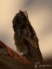 Filename=0022_fotowilga~67.JPG
Filesize=252KB
Dimensions=525x700
Date added=Jun 10, 2019 0022_fotowilga~67.JPG