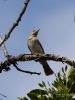 Filename=00237_fotowilga~25.JPG
Filesize=226KB
Dimensions=525x700
Date added=Mar 25, 2019 00237_fotowilga~25.JPG