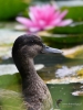Filename=00237_fotowilga~45.JPG
Filesize=258KB
Dimensions=525x700
Date added=Dec 26, 2019 00237_fotowilga~45.JPG