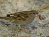 Filename=00238_fotowilga~43.JPG
Filesize=311KB
Dimensions=700x525
Date added=Apr 26, 2018 00238_fotowilga~43.JPG