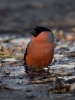 Filename=00239_fotowilga~46.JPG
Filesize=248KB
Dimensions=525x700
Date added=Nov 12, 2018 00239_fotowilga~46.JPG