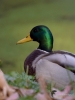 Filename=0023_fotowilga.JPG
Filesize=233KB
Dimensions=525x700
Date added=Nov 04, 2018 0023_fotowilga.JPG