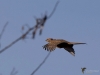 Filename=0023_fotowilga~0.JPG
Filesize=208KB
Dimensions=700x525
Date added=Mar 10, 2019 0023_fotowilga~0.JPG