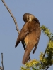 Filename=00240_fotowilga~41.JPG
Filesize=250KB
Dimensions=525x700
Date added=Apr 30, 2018 00240_fotowilga~41.JPG