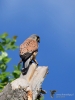 Filename=00244_fotowilga~43.JPG
Filesize=239KB
Dimensions=525x700
Date added=May 08, 2018 00244_fotowilga~43.JPG