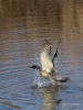 Filename=00244_fotowilga~49.JPG
Filesize=353KB
Dimensions=525x700
Date added=May 25, 2019 00244_fotowilga~49.JPG