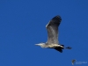 Filename=00246_fotowilga~0.JPG
Filesize=217KB
Dimensions=700x525
Date added=May 31, 2020 00246_fotowilga~0.JPG