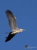 Filename=00246_fotowilga~40.JPG
Filesize=194KB
Dimensions=525x700
Date added=Sep 05, 2018 00246_fotowilga~40.JPG