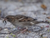 Filename=00247_fotowilga~50.JPG
Filesize=279KB
Dimensions=700x525
Date added=Apr 26, 2018 00247_fotowilga~50.JPG
