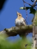 Filename=0024_fotowilga.JPG
Filesize=215KB
Dimensions=525x700
Date added=Feb 26, 2019 0024_fotowilga.JPG