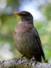 Filename=0024_fotowilga~0.JPG
Filesize=259KB
Dimensions=525x700
Date added=Mar 28, 2019 0024_fotowilga~0.JPG