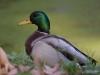 Filename=0024_fotowilga~63.JPG
Filesize=223KB
Dimensions=700x525
Date added=Feb 20, 2019 0024_fotowilga~63.JPG