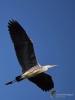 Filename=00250_fotowilga~52.JPG
Filesize=182KB
Dimensions=525x700
Date added=Sep 05, 2018 00250_fotowilga~52.JPG