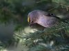Filename=00253_fotowilga~27.JPG
Filesize=256KB
Dimensions=700x525
Date added=Oct 07, 2018 00253_fotowilga~27.JPG