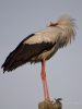Filename=00255_fotowilga~45.JPG
Filesize=188KB
Dimensions=525x700
Date added=Jul 17, 2018 00255_fotowilga~45.JPG