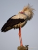Filename=00256_fotowilga~46.JPG
Filesize=198KB
Dimensions=525x700
Date added=Jul 17, 2018 00256_fotowilga~46.JPG
