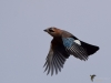 Filename=00256_fotowilga~55.JPG
Filesize=186KB
Dimensions=700x525
Date added=Oct 21, 2019 00256_fotowilga~55.JPG