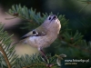 Filename=00257_fotowilga~32.JPG
Filesize=78KB
Dimensions=635x480
Date added=Apr 06, 2017 00257_fotowilga~32.JPG