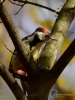 Filename=00257_fotowilga~45.JPG
Filesize=273KB
Dimensions=525x700
Date added=Feb 05, 2018 00257_fotowilga~45.JPG