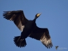 Filename=0025_fotowilga~59.JPG
Filesize=206KB
Dimensions=700x525
Date added=Feb 07, 2019 0025_fotowilga~59.JPG