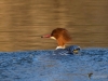 Filename=00261_fotowilga~27.JPG
Filesize=302KB
Dimensions=700x525
Date added=Jan 31, 2019 00261_fotowilga~27.JPG