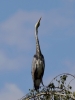 Filename=00266_fotowilga~38.JPG
Filesize=194KB
Dimensions=525x700
Date added=Jul 24, 2017 00266_fotowilga~38.JPG