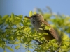 Filename=00268_fotowilga~40.JPG
Filesize=260KB
Dimensions=700x525
Date added=May 20, 2018 00268_fotowilga~40.JPG