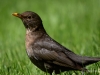 Filename=0026_fotowilga~61.JPG
Filesize=230KB
Dimensions=700x525
Date added=May 04, 2019 0026_fotowilga~61.JPG