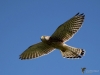 Filename=00274_fotowilga~44.JPG
Filesize=215KB
Dimensions=700x525
Date added=Oct 10, 2018 00274_fotowilga~44.JPG