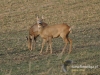 Filename=00275_fotowilga~20.JPG
Filesize=143KB
Dimensions=640x480
Date added=Feb 12, 2016 00275_fotowilga~20.JPG