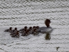 Filename=00277_fotowilga~34.JPG
Filesize=367KB
Dimensions=700x525
Date added=Jun 06, 2018 00277_fotowilga~34.JPG