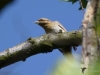 Filename=0027_fotowilga.JPG
Filesize=226KB
Dimensions=700x525
Date added=Feb 28, 2019 0027_fotowilga.JPG