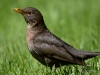 Filename=0027_fotowilga~0.JPG
Filesize=250KB
Dimensions=700x525
Date added=Mar 26, 2019 0027_fotowilga~0.JPG
