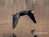 Filename=0027_fotowilga~36.JPG
Filesize=76KB
Dimensions=640x480
Date added=Feb 15, 2017 0027_fotowilga~36.JPG