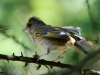 Filename=00284_fotowilga~33.JPG
Filesize=280KB
Dimensions=700x525
Date added=Jul 19, 2019 00284_fotowilga~33.JPG