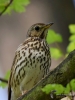 Filename=00287_fotowilga~45.JPG
Filesize=252KB
Dimensions=525x700
Date added=Apr 22, 2018 00287_fotowilga~45.JPG