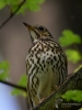Filename=00292_fotowilga~52.JPG
Filesize=236KB
Dimensions=525x700
Date added=Apr 22, 2018 00292_fotowilga~52.JPG