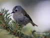 Filename=00294_fotowilga~35.JPG
Filesize=85KB
Dimensions=640x480
Date added=Apr 06, 2017 00294_fotowilga~35.JPG