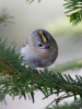 Filename=00295_fotowilga~40.JPG
Filesize=260KB
Dimensions=525x700
Date added=Oct 14, 2017 00295_fotowilga~40.JPG