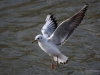 Filename=00296_fotowilga~37.JPG
Filesize=244KB
Dimensions=700x525
Date added=Feb 28, 2018 00296_fotowilga~37.JPG