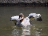 Filename=00298_fotowilga~39.JPG
Filesize=269KB
Dimensions=700x525
Date added=Jul 06, 2019 00298_fotowilga~39.JPG