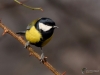 Filename=0029_fotowilga~66.JPG
Filesize=212KB
Dimensions=700x525
Date added=Jul 17, 2019 0029_fotowilga~66.JPG