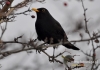 Filename=002_fotowilga~11.JPG
Filesize=93KB
Dimensions=640x452
Date added=Jan 07, 2016 002_fotowilga~11.JPG
