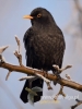 Filename=002_fotowilga~19.JPG
Filesize=52KB
Dimensions=360x480
Date added=Jan 09, 2017 002_fotowilga~19.JPG