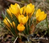 Filename=002_fotowilga~23.JPG
Filesize=105KB
Dimensions=537x480
Date added=Mar 22, 2017 002_fotowilga~23.JPG
