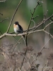 Filename=002_fotowilga~28.JPG
Filesize=229KB
Dimensions=525x700
Date added=Jun 12, 2017 002_fotowilga~28.JPG