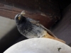 Filename=002_fotowilga~31.JPG
Filesize=233KB
Dimensions=700x525
Date added=Jul 12, 2017 002_fotowilga~31.JPG