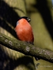 Filename=002_fotowilga~37.JPG
Filesize=233KB
Dimensions=525x700
Date added=Jan 23, 2018 002_fotowilga~37.JPG