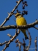 Filename=002_fotowilga~40.JPG
Filesize=230KB
Dimensions=525x700
Date added=Feb 18, 2018 002_fotowilga~40.JPG